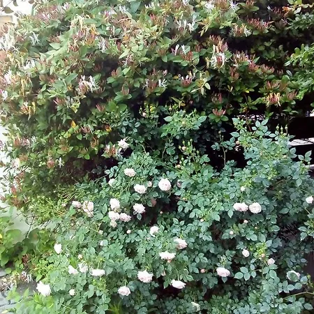 Lägenhet Anna Budaörs