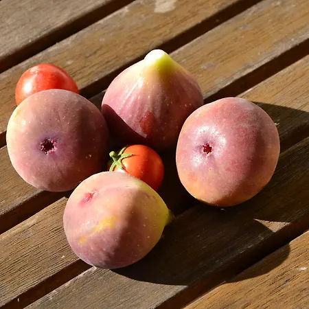 公寓 安娜公寓 布道尔斯